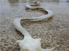 Bộ xương hình rồng kỳ lạ dạt vào bờ biển New Zealand