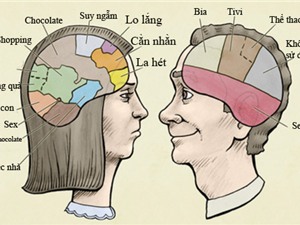 Sự khác biệt căn bản giữa não bộ của nam và nữ