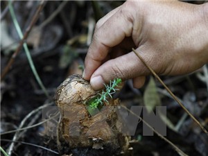 Nhiều loài động-thực vật của Việt Nam đối mặt nguy cơ tuyệt chủng