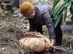 Củ đậu khổng lồ nặng 24kg ở Bắc Ninh