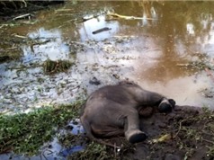 Đắk Lắk: Phát hiện voi rừng nằm chết bên bờ ao