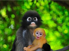 Chiêm ngưỡng 10 loài khỉ có vẻ ngoài độc đáo nhất thế giới
