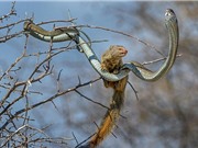 Cận cảnh cầy Mongoose săn rắn độc trên cây