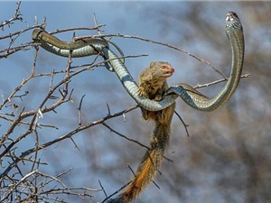 Cận cảnh cầy Mongoose săn rắn độc trên cây