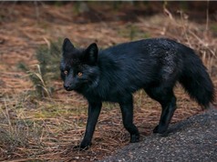 Chùm ảnh vẻ đẹp của loài cáo đen