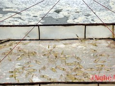 Mô hình nuôi tôm trong nhà phát huy hiệu quả ở Nghệ An