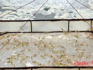 Mô hình nuôi tôm trong nhà phát huy hiệu quả ở Nghệ An
