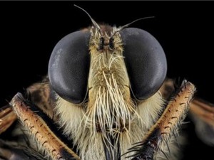 Phát triển UAV từ cách định vị của ong vò vẽ