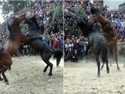"Khiếp vía" trước cảnh chọi ngựa ở Trung Quốc