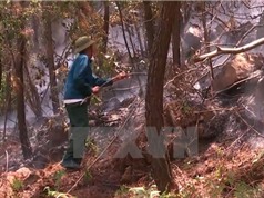Báo động 12 tỉnh có nguy cơ cháy rừng ở cấp cực kỳ nguy hiểm