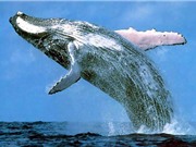 Những khám phá thú vị xung quanh cuộc sống của loài cá voi xanh