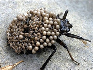 Những loài côn trùng có vẻ ngoài đáng sợ nhất hành tinh