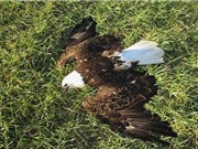 Mỹ phát hiện 13 con đại bàng đầu trắng chết bất thường
