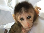 Những con khỉ mắc bệnh tự kỷ gây tranh cãi
