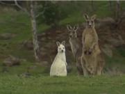 Phát hiện kangaroo màu trắng hiếm có ở Australia