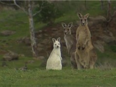 Phát hiện kangaroo màu trắng hiếm có ở Australia