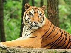Những khám phá bất ngờ về loài hổ