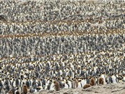 Hàng trăm nghìn chim cánh cụt chắn gió ủ ấm cho con