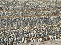 Hàng trăm nghìn chim cánh cụt chắn gió ủ ấm cho con