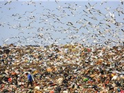Hàng nghìn con mòng biển “chiếm” bãi rác để tìm thức ăn