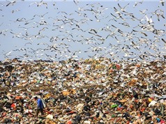 Hàng nghìn con mòng biển “chiếm” bãi rác để tìm thức ăn