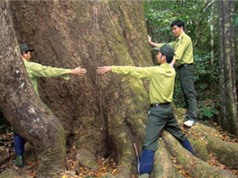 Số hóa cho cây tại Vườn quốc gia Cát Tiên