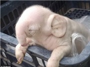Xuất hiện lợn bị đột biến gen có vòi, tai giống voi