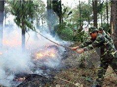Bắc Bộ và Bắc Trung Bộ có nguy cơ cháy rừng cao