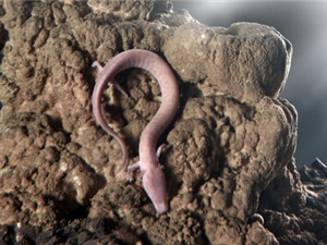 Rồng mù canh trứng hiếm trong hang động Slovenia