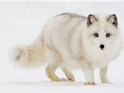 10 loài động vật tuyệt đẹp chỉ có ở Bắc Cực