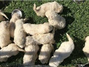 Kỷ lục: Chó chăn cừu đẻ 17 con một lứa
