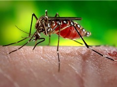 Tại sao con người không nên tận diệt loài muỗi?