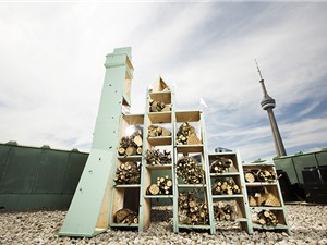 Toronto sắp trở thành thành phố ong
