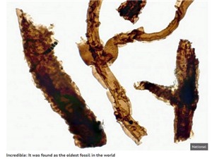 Phát hiện loại nấm cổ thời sơ khai của sự sống