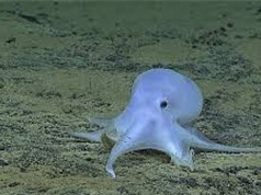 Phát hiện bạch tuộc "ma" kỳ lạ ở đáy biển sâu