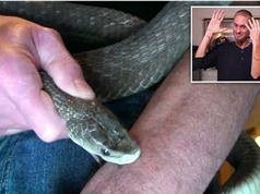 Kỳ lạ người đàn ông thích để rắn độc cắn