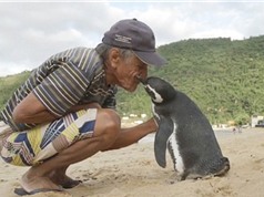 Chim cánh cụt lặn lội 8.000 km về thăm ân nhân cứu mạng