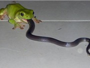 Khám phá về loài ếch có thể ăn thịt rắn độc