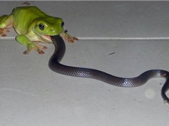 Khám phá về loài ếch có thể ăn thịt rắn độc