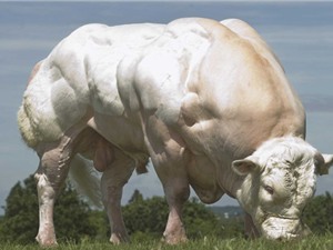 Chiêm ngưỡng  những chú bò "cơ bắp" nhất hành tinh
