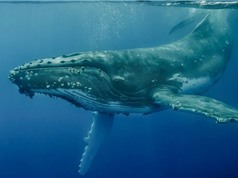 Chiêm ngưỡng 10 loài cá voi nặng nhất thế giới