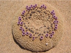 Vẻ đẹp khó tin ở loài hoa nở trên cát 