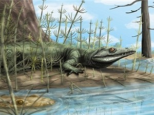 Hóa thạch 250 triệu năm tuổi của tổ tiên cá sấu