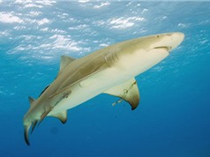 Cá mập chanh và những sự thật ít biết