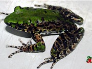 Phát hiện loài ếch đá mới ở Cao Bằng