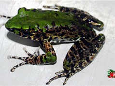 Phát hiện loài ếch đá mới ở Cao Bằng