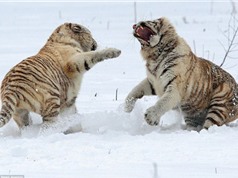 Cận cảnh chị em hổ trắng cắn xé nhau trên tuyết