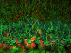 Lần đầu tiên quan sát được quá trình ra đời của tế bào thần kinh