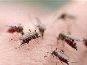 Nguy cơ bùng phát bệnh teo não vì muỗi Aedes phát triển mạnh