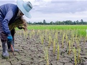 Đông Nam Á lo thiếu gạo vì El Nino